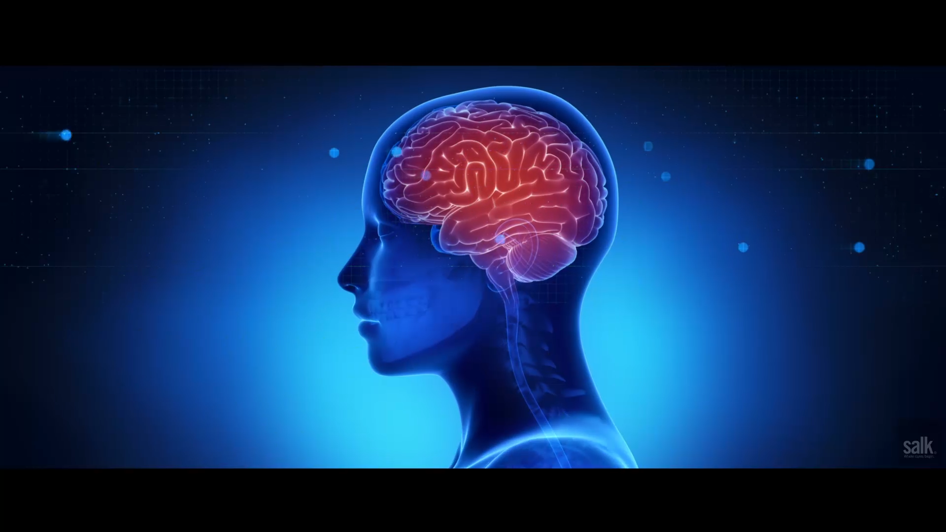 How the Brain Understands What the Eye Sees Videos from The Weather